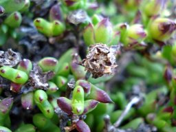 Esterhuysenia drepanophylla old fruit parts
